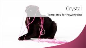  Presentation with kitten - Theme enhanced with cute-black-kitten-with-fur and a white colored foreground