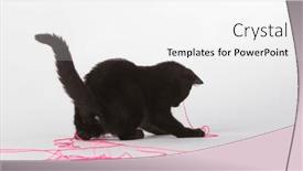  Presentation with kitten - Presentation design with cute-black-kitten-with-fur and a white colored foreground
