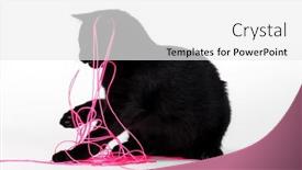  Presentation with kitten - Slides consisting of cute-black-kitten-with-fur background and a white colored foreground