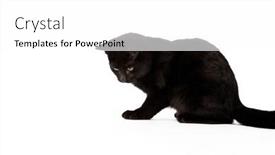  Presentation with kitten - PPT theme consisting of cute-black-kitten-with-fur and a white colored foreground
