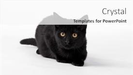  Presentation with kitten - Slides featuring cute-black-kitten-with-fur and a white colored foreground