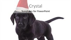  Presentation with christmas black - Audience pleasing presentation theme consisting of cute-black-labrador-retriever-wearing backdrop and a white colored foreground