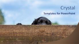  Presentation with puppy - Colorful slide set enhanced with cute-black-puppy-dog-looking backdrop and a sky blue colored foreground