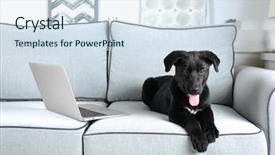  Presentation with black white program - Presentation design having cute black retriever on white background and a  colored foreground