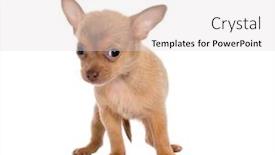  Presentation with cute - Presentation theme featuring man dark - hacking binary data system security background and a ocean colored foreground.