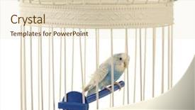  Presentation with white blue vapor trail - Amazing presentation theme having cute blue budgie in cage backdrop and a lemonade colored foreground