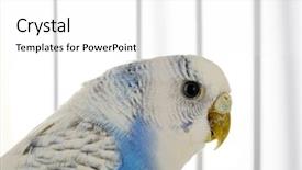  Presentation with cage - Amazing slide deck having cute blue budgie in cage backdrop and a white colored foreground