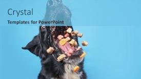  Presentation with border - Colorful theme enhanced with cute-border-collie-labrador-mix backdrop and a light blue colored foreground