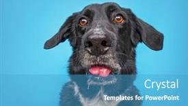  Presentation with border - Theme featuring cute-border-collie-labrador-mix background and a teal colored foreground