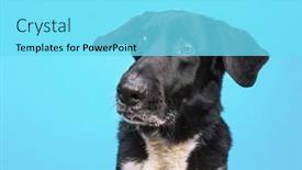  Presentation with border - PPT theme consisting of cute-border-collie-labrador-mix background and a arctic colored foreground