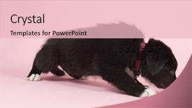  Presentation with border pink - Audience pleasing PPT layouts consisting of cute border collie puppy on pink background backdrop and a lemonade colored foreground