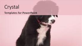  Presentation with border pink - Presentation design with cute border collie puppy on pink background background and a lemonade colored foreground