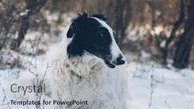  Presentation with dog - Audience pleasing PPT theme consisting of cute-borzoi-dog-resting-outdoor backdrop and a light gray colored foreground