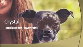  Presentation with boston - Beautiful slide set featuring cute boston terrier chihuahua mix backdrop and a violet colored foreground