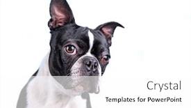  Presentation with boston - Audience pleasing PPT theme consisting of cute boston terrier studio shot on an isolated background backdrop and a white colored foreground