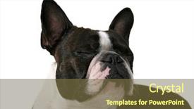  Presentation with boston - Presentation design featuring cute boston terrier with his background and a  colored foreground