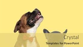  Presentation with boxer dog - Beautiful PPT theme featuring cute-boxer-dog-howling-sad backdrop and a yellow colored foreground