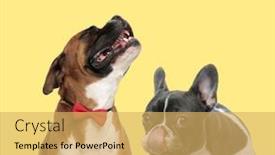  Presentation with boxer dog - Colorful slide deck enhanced with cute-boxer-dog-howling-sad backdrop and a yellow colored foreground
