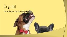  Presentation with boxer dog - PPT layouts enhanced with cute-boxer-dog-howling-sad background and a white colored foreground