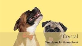  Presentation with boxer dog - Presentation theme consisting of cute-boxer-dog-howling-sad background and a yellow colored foreground