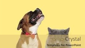  Presentation with boxer dog - Amazing PPT layouts having cute-boxer-dog-howling backdrop and a yellow colored foreground