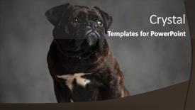  Presentation with boxer dog - Slides having cute boxer dog is sitting and looking up to side on grey background background and a dark gray colored foreground