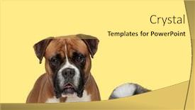  Presentation with boxer dog - Theme consisting of cute-boxer-dog-looking background and a white colored foreground