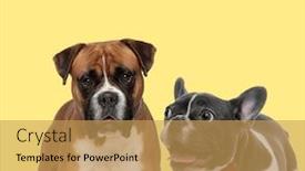  Presentation with boxer dog - Cool new theme with cute-boxer-dog-standing-next backdrop and a yellow colored foreground