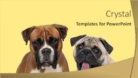  Presentation with boxer dog - Amazing slide deck having cute-boxer-dog-standing-next backdrop and a white colored foreground