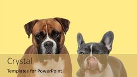  Presentation with boxer dog - Beautiful PPT theme featuring cute-boxer-dog-standing-next backdrop and a yellow colored foreground