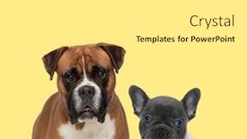  Presentation with boxer dog - PPT layouts with cute-boxer-dog-standing-next background and a white colored foreground