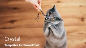  Presentation with british - Slide deck featuring cute-british-cat-playing background and a coral colored foreground