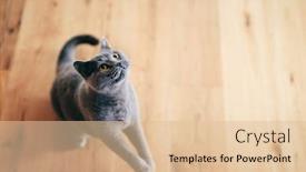  Presentation with british - Amazing slides having cute-british-cat-playing backdrop and a lemonade colored foreground