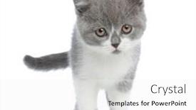  Presentation with british - Colorful PPT layouts enhanced with cute-british-shorthair-cat-looking backdrop and a white colored foreground