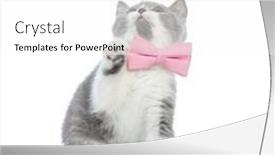  Presentation with pink cat - Cool new slide set with cute-british-shorthair-cat-raising backdrop and a white colored foreground