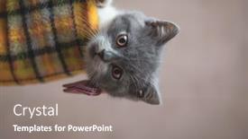  Presentation with pink cat - Presentation theme having cute-british-shorthair-cat-rolling background and a gray colored foreground