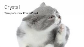  Presentation with british - Amazing presentation theme having cute-british-shorthair-cat-scratching backdrop and a white colored foreground