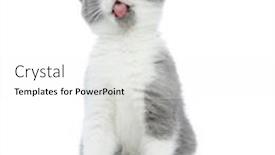  Presentation with british - Presentation enhanced with cute-british-shorthair-cat-sticking background and a white colored foreground
