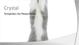  Presentation with british - Presentation featuring cute-british-shorthair-cat background and a white colored foreground