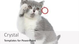  Presentation with british - Cool new PPT theme with cute-british-shorthair-cat backdrop and a light gray colored foreground