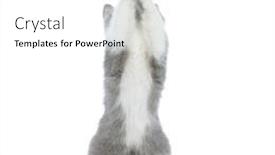  Presentation with british - Presentation theme enhanced with cute-british-shorthair-cat background and a white colored foreground