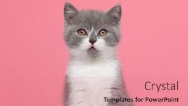  Presentation with british - PPT layouts enhanced with cute-british-shorthair-kitty-sitting background and a coral colored foreground