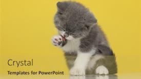  Presentation with british - Colorful slide deck enhanced with cute-british-shorthair-metis-cat backdrop and a yellow colored foreground