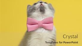  Presentation with pink cat - Beautiful PPT layouts featuring cute-british-shorthair-metis-cat backdrop and a yellow colored foreground