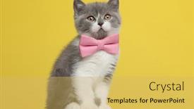  Presentation with pink cat - Cool new PPT layouts with cute-british-shorthair-metis-cat backdrop and a yellow colored foreground