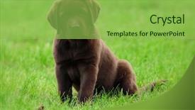  Presentation with puppy - Slide set with cute brovn labrador retriver puppy background and a yellow colored foreground