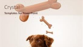  Presentation with bone - Presentation design consisting of cute brown and white border collie sitting and dreaming about a bone above his head background and a lemonade colored foreground