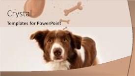  Presentation with bone - Cool new slide set with cute brown and white border collie dreaming about a bone above his head backdrop and a coral colored foreground