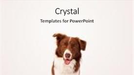  Presentation with border - Cool new PPT layouts with cute brown and white border collie with empty space backdrop and a sky blue colored foreground
