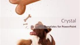  Presentation with bone - Beautiful PPT theme featuring cute brown and white border collie lying and dreaming about a bone above his head backdrop and a lemonade colored foreground